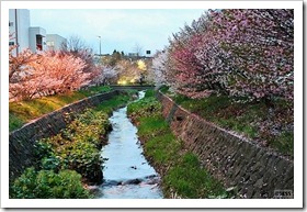 寒地土木研究所の千島桜