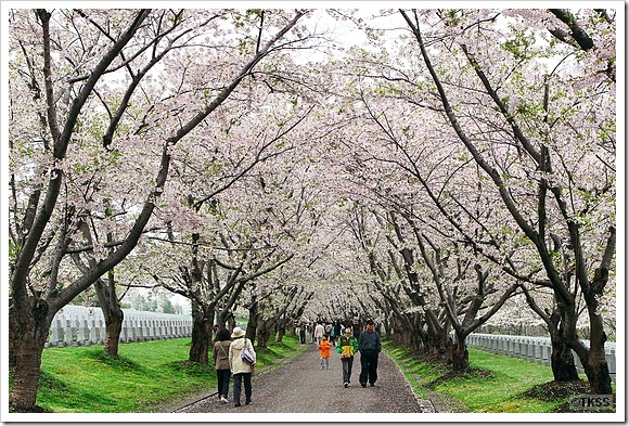 戸田記念墓地公園の桜 2011