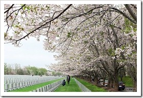 戸田記念墓地公園の桜 2011