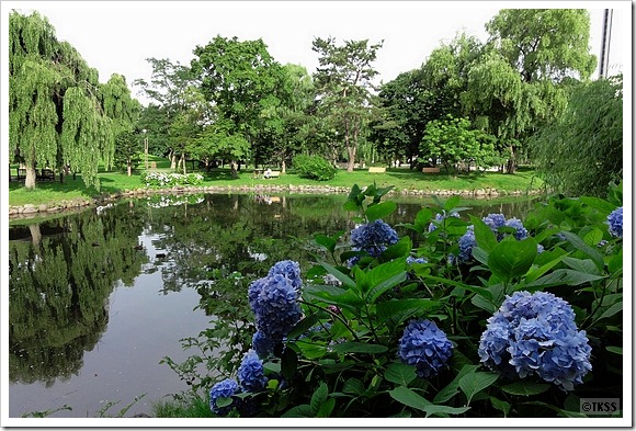中島公園の菖蒲池