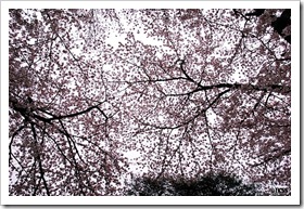 青山霊園の桜