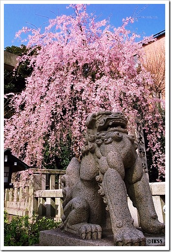 乃木神社の枝垂れ桜