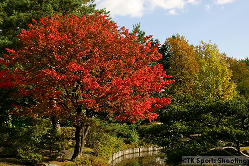 中島公園　日本庭園の紅葉