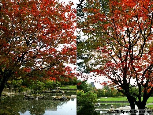 中島公園　日本庭園