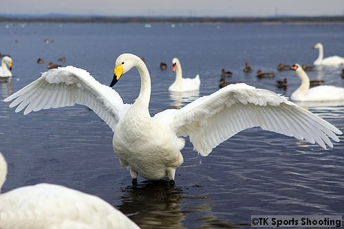 ウトナイ湖の白鳥