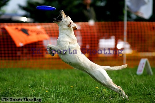 Club-DDS　ACANA CUP DiscDog DISTANCE GAME2006 FirstStage
