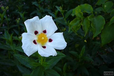 Flower at Redwood