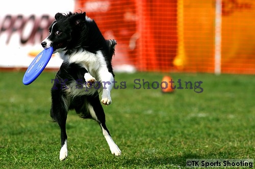 Club-DDS　ACANA CUP DiscDogGame CHAMPIONSHIPS2006 Final Stage