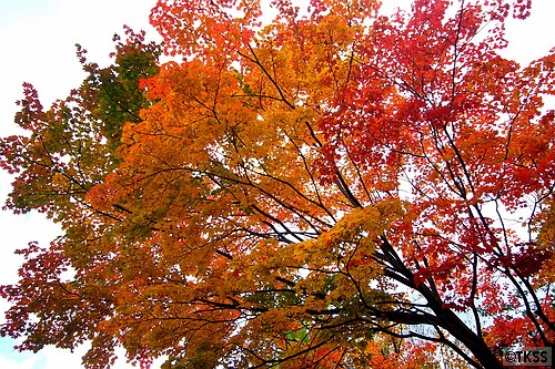 北海道神宮の紅葉