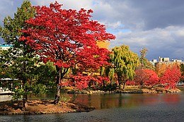 中島公園の紅葉