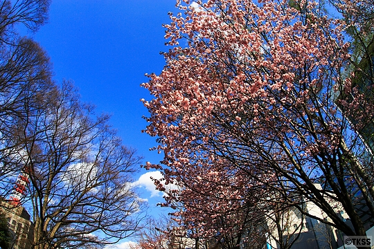 大通公園の桜