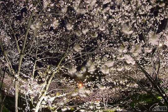夜桜＠寒地土木研究所