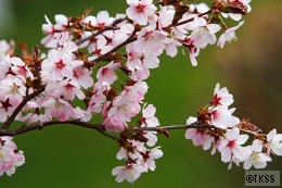 戸田記念墓地公園の桜