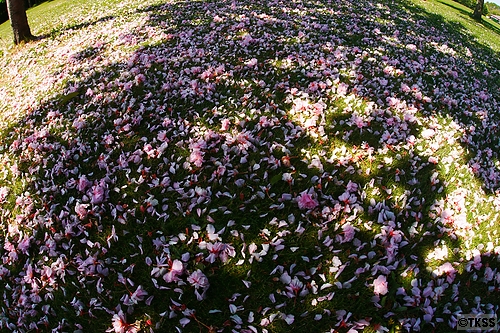 芝生の上の桜の花びら＠百合が原公園