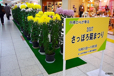 2007さっぽろ菊まつり