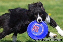 Club-DDS ACANA CUP DISCDOG GAME CHAMPIONSHIP2008 FirstStage