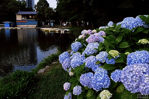 中島公園の菖蒲池