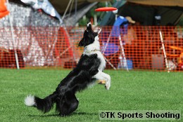 Club-DDS ACANA CUP DISCDOG GAME CHAMPIONSHIP2008 Stage3