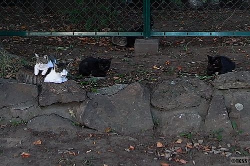 中島公園の猫