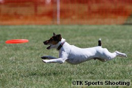 Club-DDS ACANA CUP DISCDOG GAME CHAMPIONSHIP2008 Stage4