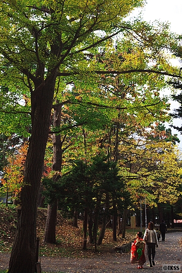 北海道神宮の紅葉