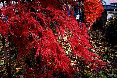 庭の紅葉