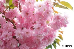 庭の花　八重桜