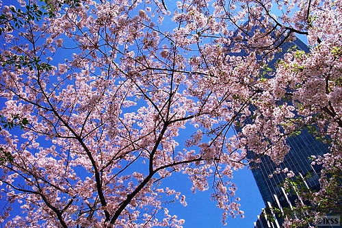東京ミッドタウンの桜