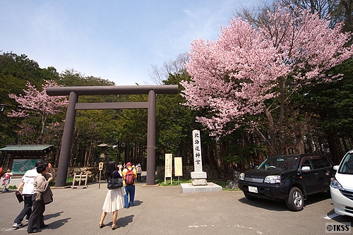 北海道神宮の桜