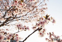 寒地土木研究所の千島桜