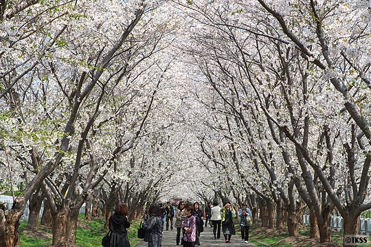 戸田記念墓地公園の桜のトンネル