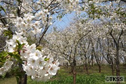 戸田記念墓地公園の桜
